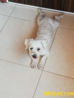 Maltese Terrier 2