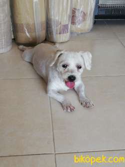 Maltese Terrier 3