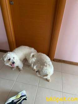 Maltese Terrier 2