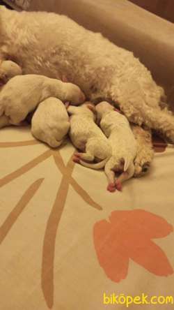 Maltese Terrier 1