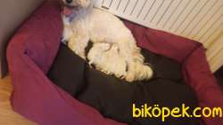 Maltese Terrier 3