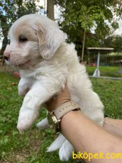 Maltese Terrier 4