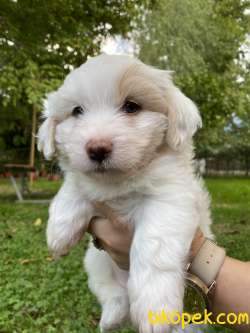 Maltese Terrier 3