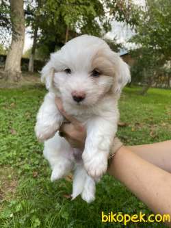 Maltese Terrier 2