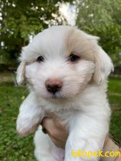 Maltese Terrier 1
