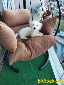 Maltese Terrier 2