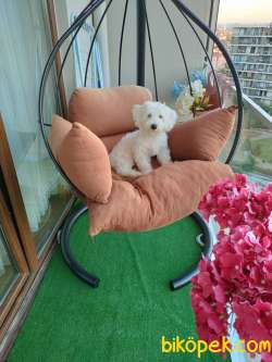Maltese Terrier 3