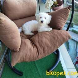 Maltese Terrier 1