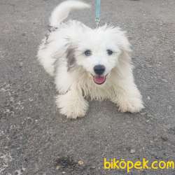 Maltese Terrier 1