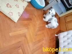 Maltese Terrier 3