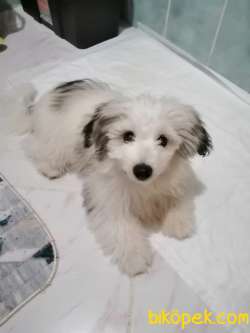 Maltese Terrier 2