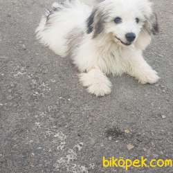 Maltese Terrier 5