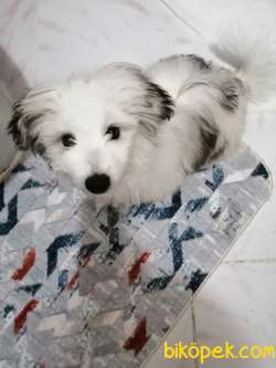 Maltese Terrier 4