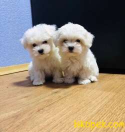 TATLI MALTESE TERRİER YAVRULARIMIZ 3
