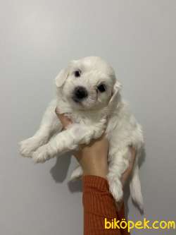 Maltese Terrier 4