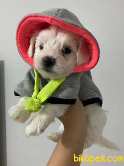 Maltese Terrier 2