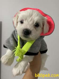 Maltese Terrier 1