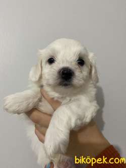 Maltese Terrier 3