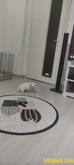 Maltese Terrier 2