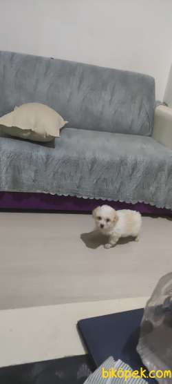 Maltese Terrier 4