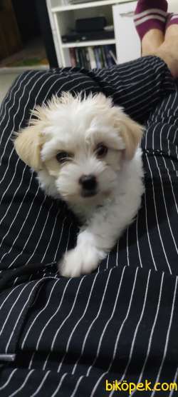 Maltese Terrier 1