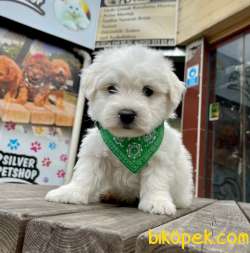 MALTESE TERRİER 1