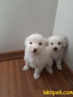 Maltese Terrier 4