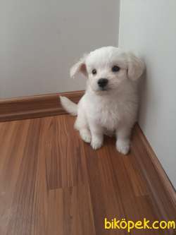 Maltese Terrier 5