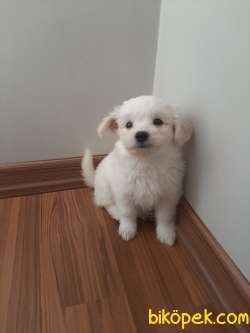Maltese Terrier 2