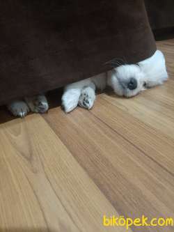 Maltese Terrier 3