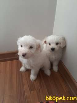 Maltese Terrier 1