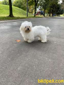 Maltese Terrier 1