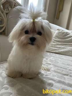 Maltese Terrier 5