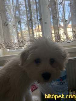 Maltese Terrier 2