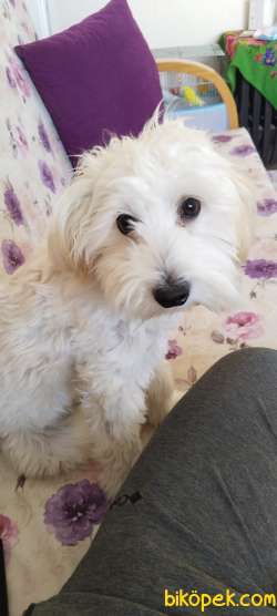 Maltese Terrier 3