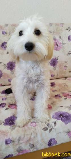 Maltese Terrier 5