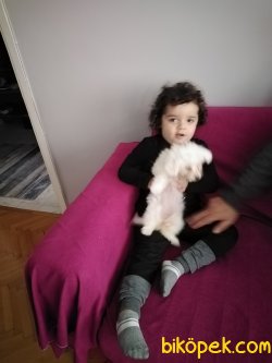 Maltese Terrier 2aylık 2