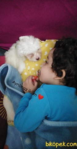 Maltese Terrier 2aylık 1