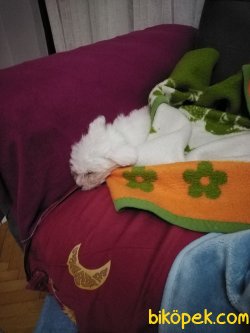 Maltese Terrier 2aylık 4