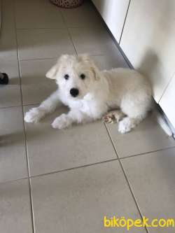 Maltese Terrier 4 Aylık Oğluma Ömürlük Yuva 3