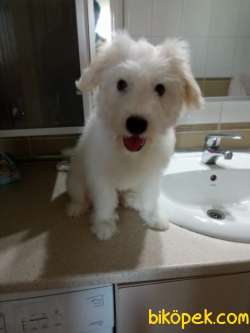 Maltese Terrier 4 Aylık Oğluma Ömürlük Yuva 2