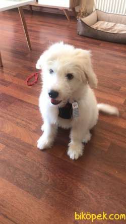 Maltese Terrier 4 Aylık Oğluma Ömürlük Yuva 1