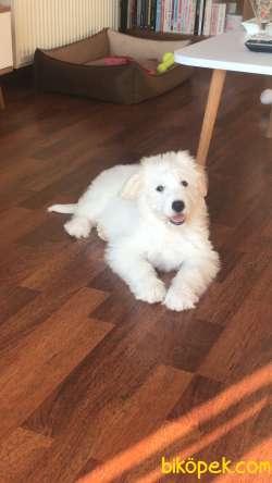 Maltese Terrier 4 Aylık Oğluma Ömürlük Yuva 4
