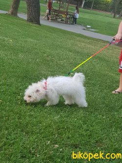 Maltese Terrier 5 Aylık Eğitimli 2