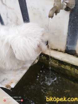 Maltese Terrier 6 Aylık 5