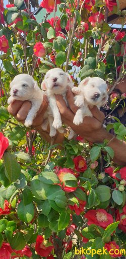 Maltese Terrier Ailenizin Köpeği Çok Tatlı Yavrular 2
