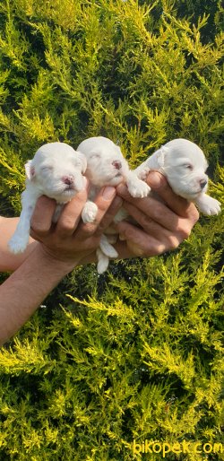 Maltese Terrier Ailenizin Köpeği Çok Tatlı Yavrular 3