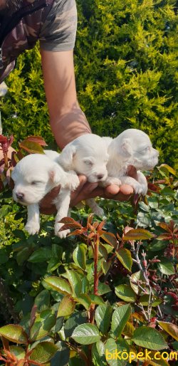 Maltese Terrier Ailenizin Köpeği Çok Tatlı Yavrular 5