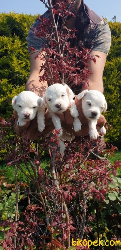 Maltese Terrier Ailenizin Köpeği Çok Tatlı Yavrular 4