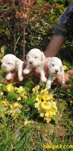 Maltese Terrier Ailenizin Köpeği Çok Tatlı Yavrular 1